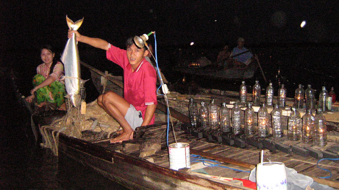 cá bông lau