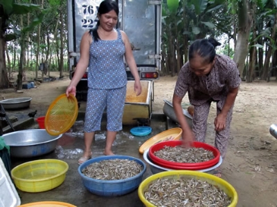 Điểm thu mua cá bống trước khi đem lên phố bán cho các cửa hàng.