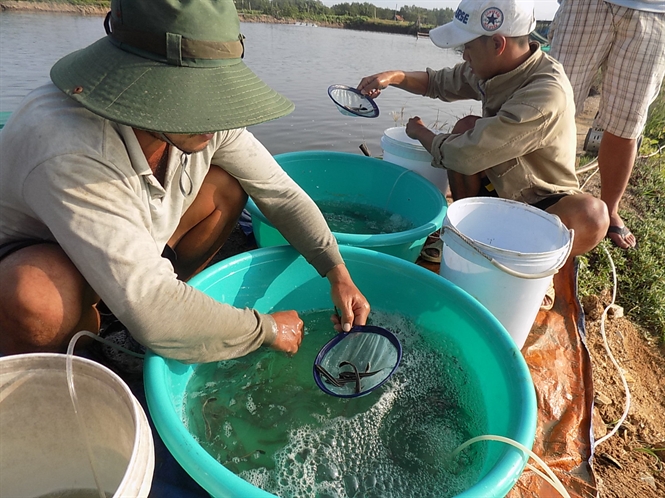 cá bớp giống