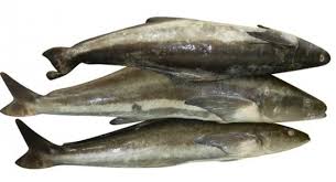 cá bớp nuôi lồng