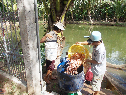 Cá bột được tháo từ đìa để chuẩn bị mang ra bè
