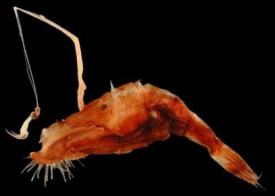 Cá cần câu hay cá Wolftrap (Anglerfishes) thuộc họ cá xương Lophiiformes. (Ảnh: bizarbin.com)