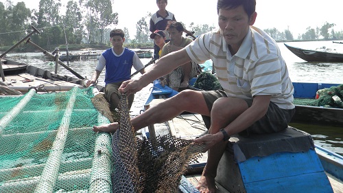 Cá chẽm quá thời gian xuất bán được gần 2 tháng nhưng vẫn chưa có người mua.