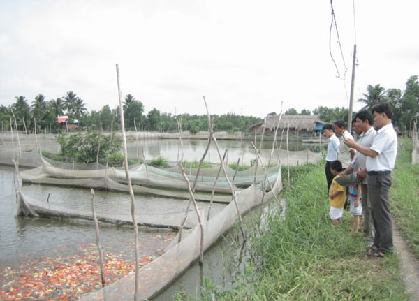 Mô hình nuôi cá chép Nhật