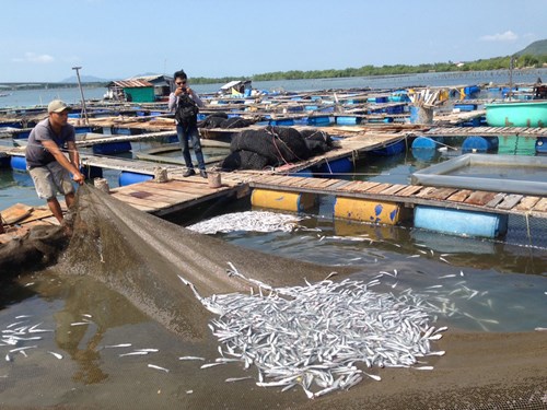 nguyên nhân cá chết hàng loạt ở huyện Đầm Dơi, Cà Mau
