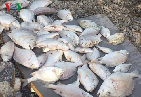 Dân bất an vì cá bỗng dưng chết nổi đầy sông ở Nghệ An