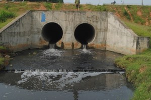 cá chết do ô nhiễm
