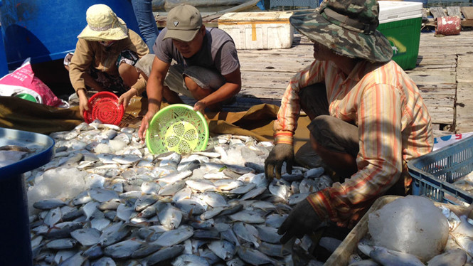 Cá chết hàng loạt