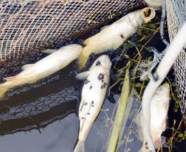 Cá chết hàng loạt