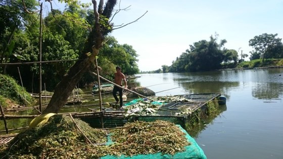 cá chết, nuôi cá, nuôi cá Thừa Thiên Huế