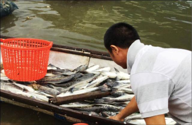 Cá lồng chết ở Lăng Cô: pH trong mẫu nước cao hơn bình thường