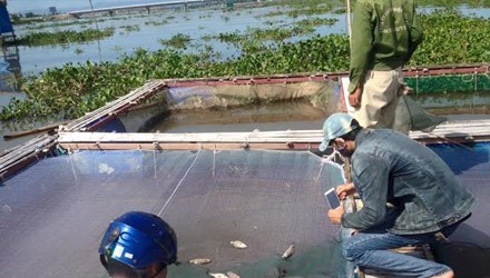 cá chết lúc thu hoạch