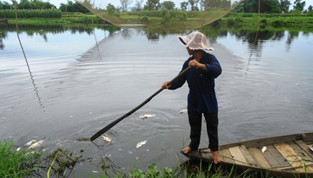 cá chết nổi