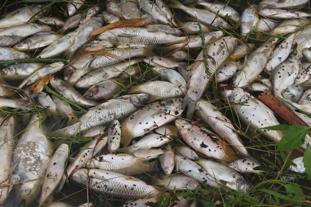 Quảng Ngãi: Cá chết hàng loạt ở đập Hố Chuối do nhiễm vi khuẩn
