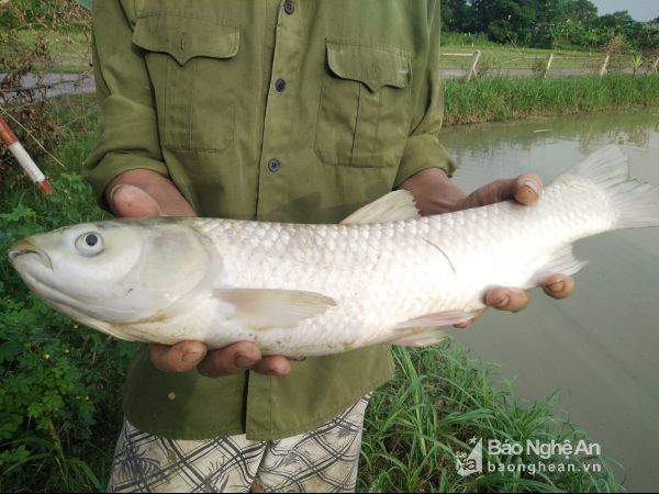 Nghệ An: Cá chết bất thường sau mưa lũ