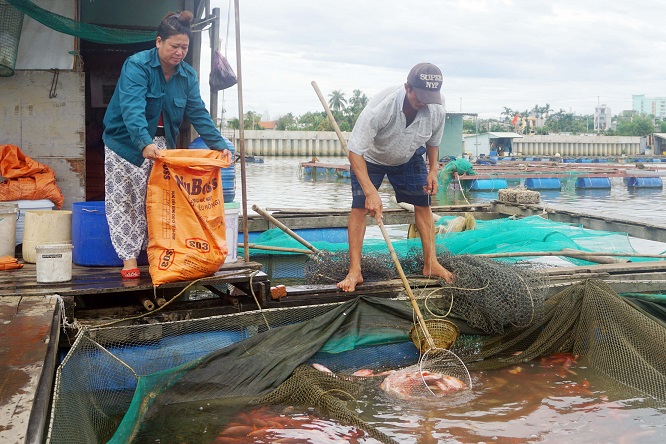 Nguyên nhân cá nuôi chết trên sông Cổ Cò