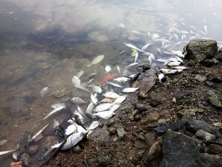 Cá chết sau khi xuất hiện dải nước màu vàng ở khu vực cảng Chân Mây.