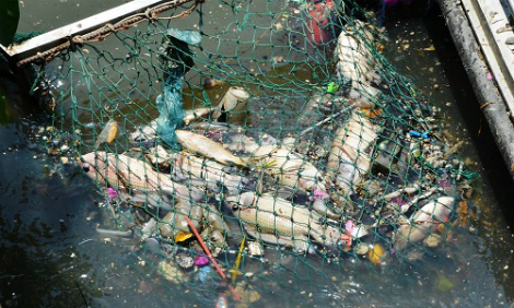TP.HCM: Cá lại chết hàng loạt trên kênh Nhiêu Lộc