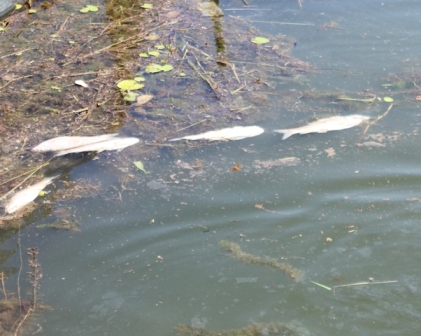 Cá chết trắng đầm