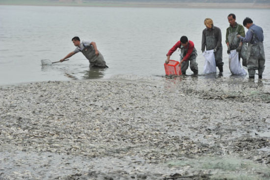 cá chết trắng hồ