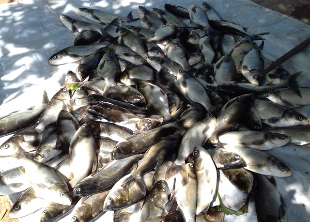Hàng chục tấn cá nuôi trên sông Đại Giang chết bất thường
