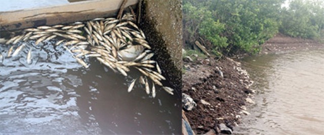 Cá chết hàng loạt tại đầm nuôi trồng thủy sản