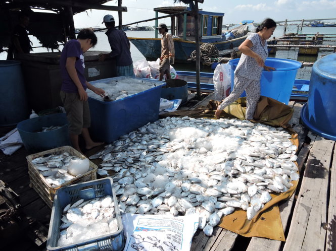 Cá chim trắng chết