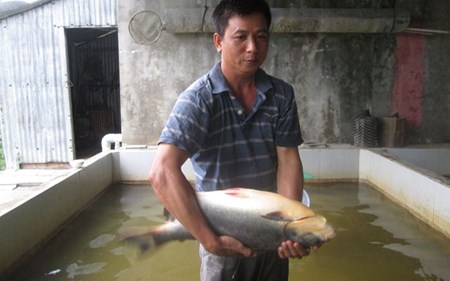 cá chim trắng