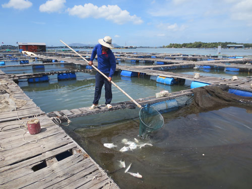 lồng bè cá biển