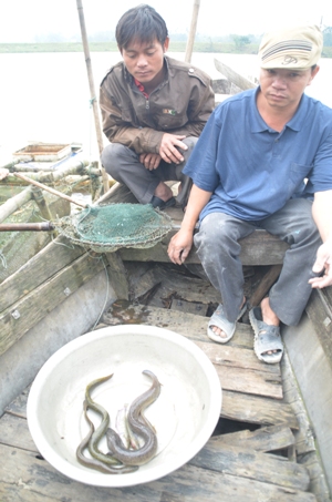 cá chình nhiễm bệnh