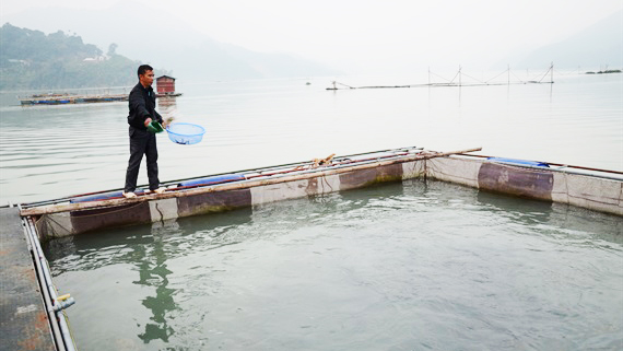 Bí quyết của người nuôi loài cá bóng đêm bí ẩn trên sông Đà