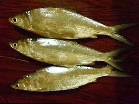 Cá chua to cỡ bàn tay người lớn, dài và đầu thuôn hơn cá đối, vảy nhỏ, da màu ánh bạc.