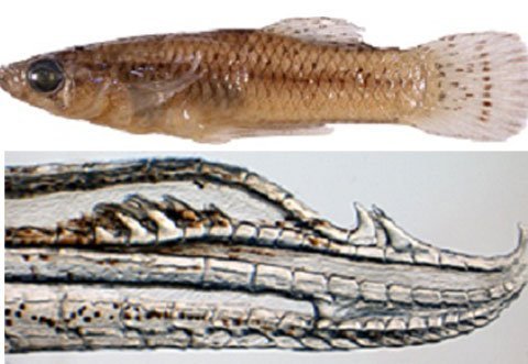 loài cá cưỡng dâm