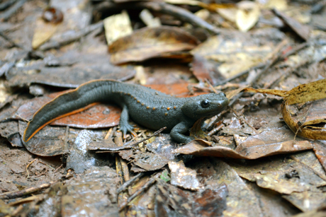 Cá cóc Việt Nam được tìm thấy trong Khu BTTN Đồng Sơn - Kỳ Thượng.