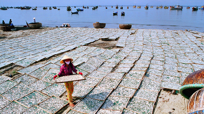 Nước mắm Phú Quốc bị đe dọa vì suy kiệt nguồn cá cơm