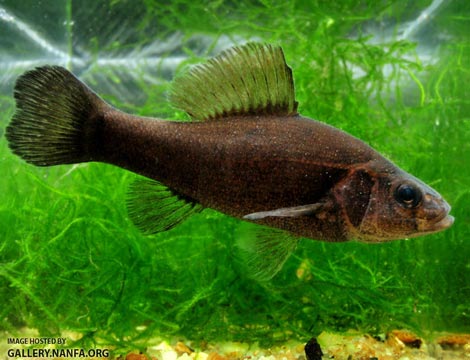 cá cướp biển, cá kì lạ