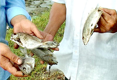 Cá dìa nuôi chắn sáo trên phá Tam Giang đang phát triển đồng loạt nổi bụng chết sình.