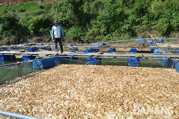 Cá điêu hồng chết