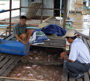 cá điêu hồng hòa vốn