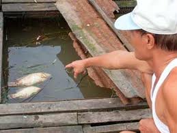cá điêu hồng chết
