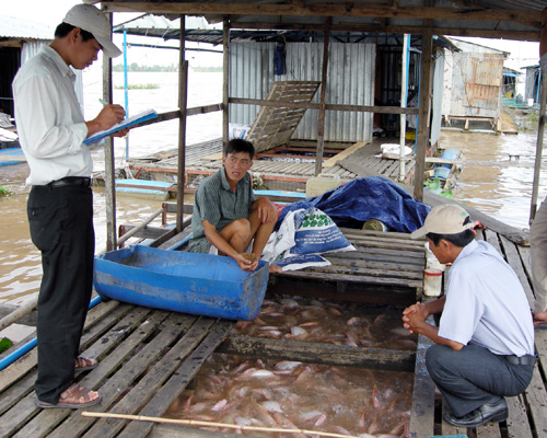 cá điêu hồng giống khan hàng