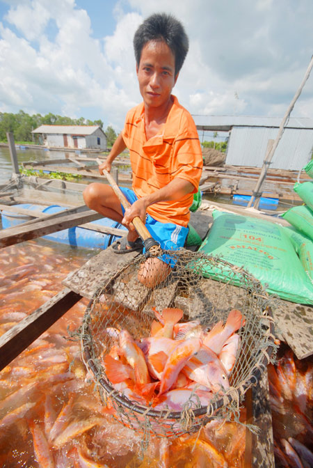 Thu hoạch cá điêu hồng ở Đồng Tháp