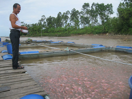 cá diêu hồng