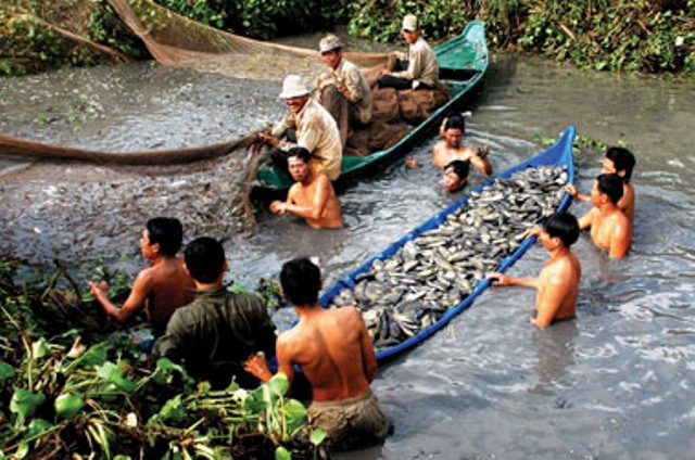thu hoạch cá đồng