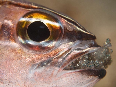 cá đực ấp trứng trong miệng