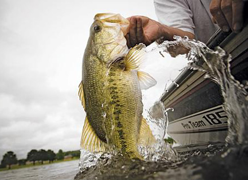 cá đực ẻo lả