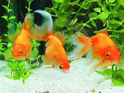 cá đực nuốt con