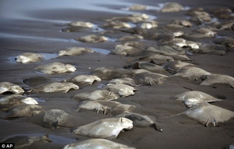 cá đuối chết trên bãi biển