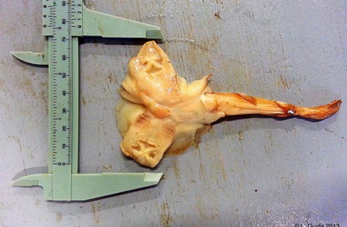 cá đuối hai đầu