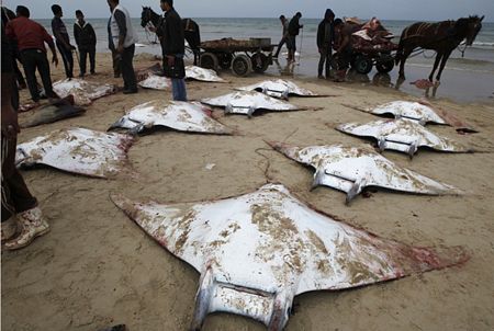 Cá đuối Mobula nằm la liệt trên bờ biển ở Gaza.